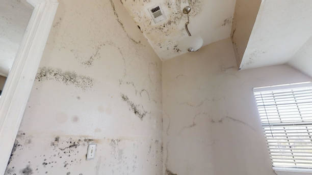 Reliable Marshalltown, IA Mold Removal Solutions