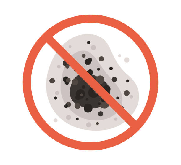 Best Mold Damage Restoration  in Marshalltown, IA