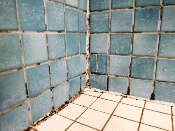 Best Residential Mold Inspection & Testing  in Marshalltown, IA