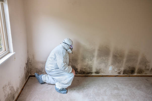 Best Black Mold Removal  in Marshalltown, IA